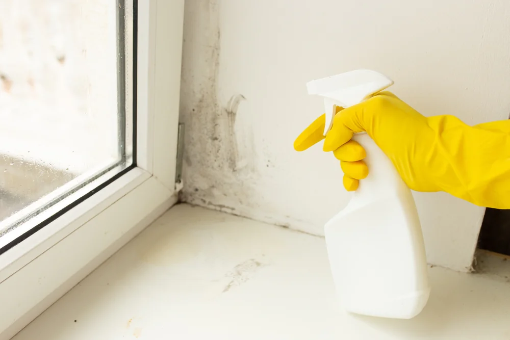 A person wearing a yellow rubber glove sprays cleaning solution from a white bottle onto moldy spots on a white window sill and wall.